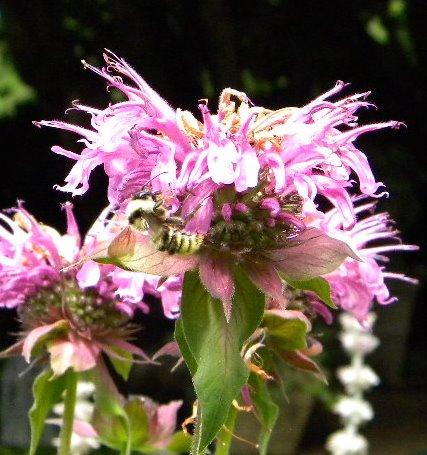 Photo of Monarda didyma (Bee Balm)