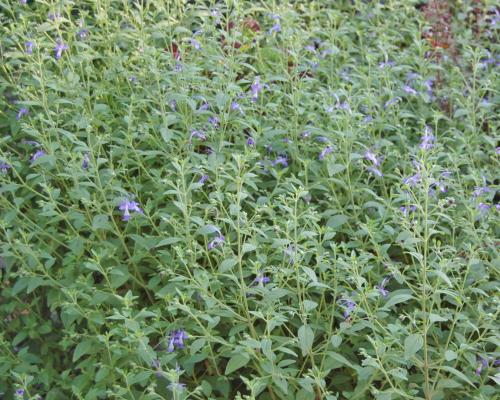 Photo of Trichostema dichotomum (Forked Bluecurls)