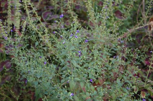 Photo of Trichostema dichotomum (Forked Bluecurls)
