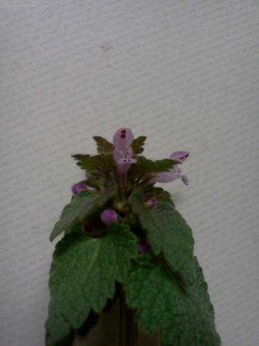 Photo of Lamium purpureum (Purple Deadnettle, Red Deadnettle)