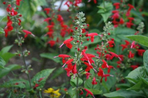Photo of Salvia coccinea (Texas Sage, Blood Sage, Scarlet Sage)