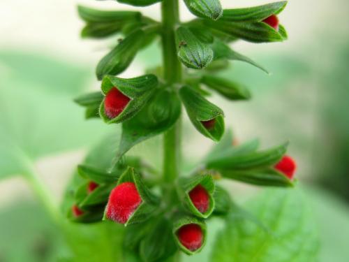 Photo of Salvia coccinea (Texas Sage, Blood Sage, Scarlet Sage)