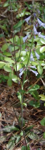 Photo of Salvia lyrata (Lyreleaf Sage)