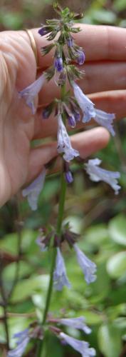 Photo of Salvia lyrata (Lyreleaf Sage)