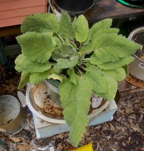 Photo of Salvia sclarea (Clary Sage)