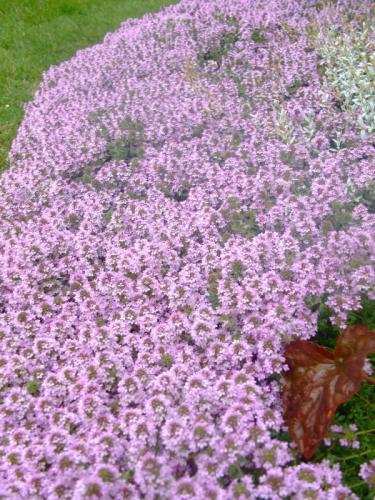 Photo of Thymus praecox (Mother of Thyme, Creeping Thyme)