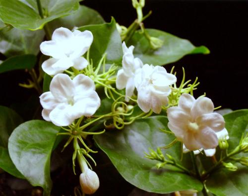 Photo of Jasminum sambac (Arabian Jasmine)