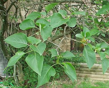 Photo of Syringa vulgaris (Common Lilac)