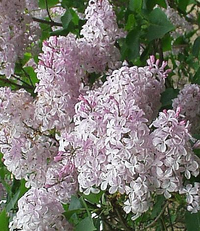 Photo of Syringa vulgaris (Common Lilac)