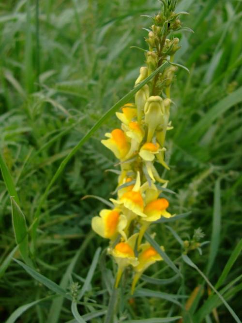 Photo of Linaria vulgaris (Common Toadflax, Butter and Eggs)