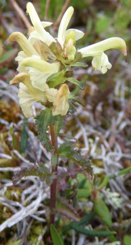 Photo of Pedicularis lapponica (Lapland Lousewort)