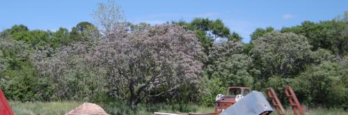 Photo of Paulownia tomentosa (Empress Tree, Princess Tree)