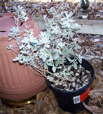 Photo of Leucophyllum frutescens (Texas Sage)