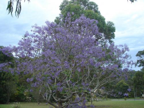Photo of Jacaranda mimosifolia (Jacaranda)
