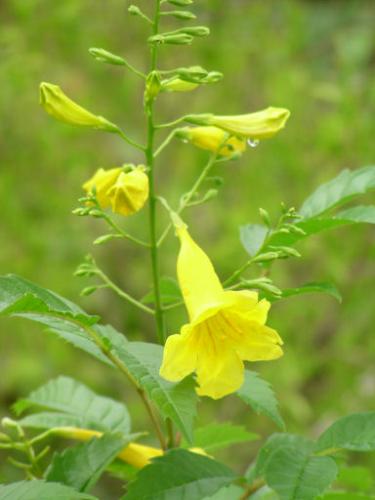 Photo of Tecoma stans (Yellow Trumpetbush, Yellow Bells, Esparanza)