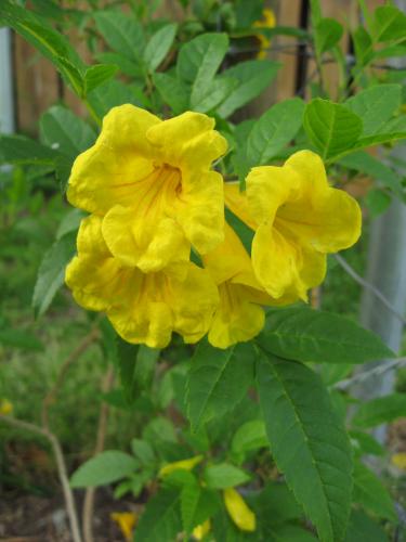 Photo of Tecoma stans (Yellow Trumpetbush, Yellow Bells, Esparanza)