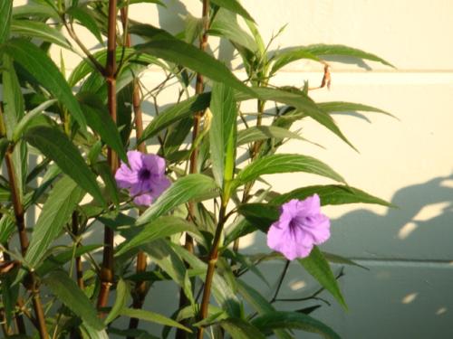 Photo of Ruellia brittoniana (Mexican Petunia)