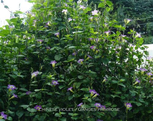 Photo of Asystasia gangetica (Chinese Violet, Creeping Foxglove)
