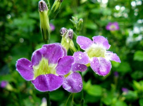 Photo of Asystasia gangetica (Chinese Violet, Creeping Foxglove)