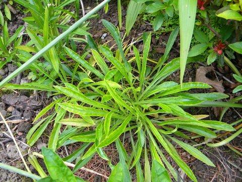 Photo of Campanula persicifolia (Peachleaf Bellflower, Harebell)