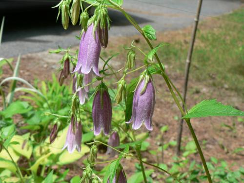 Photo of Campanula punctata (Spotted Bellflower)