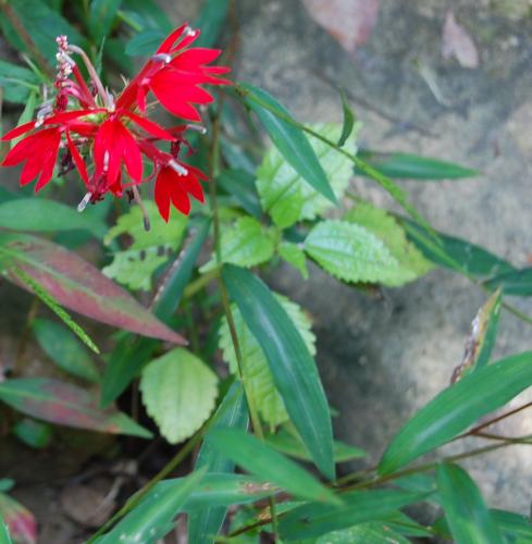 Photo of Lobelia cardinalis (Cardinal Flower)