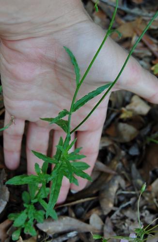 Photo of Wahlenbergia marginata (Southern Rockbell)