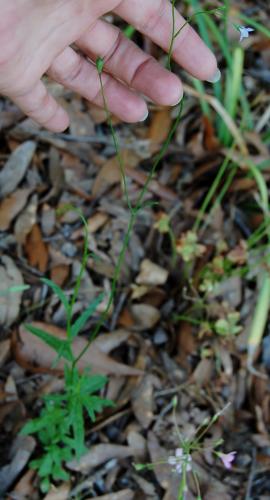 Photo of Wahlenbergia marginata (Southern Rockbell)
