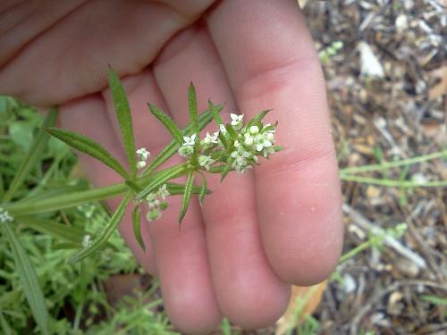 Photo of Galium aparine (Sticky-willy, Goose Grass, Catchweed Bedstraw)
