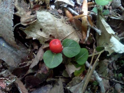 Photo of Mitchella repens (Partridge Berry, Squaw Vine, Twinberry, Deerberry)