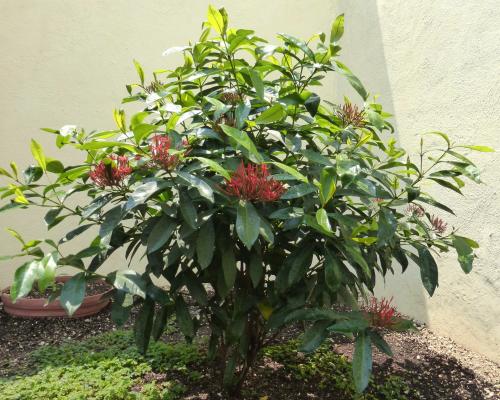 Photo of Ixora coccinea (Flame of the Woods, Jungle Geranium)