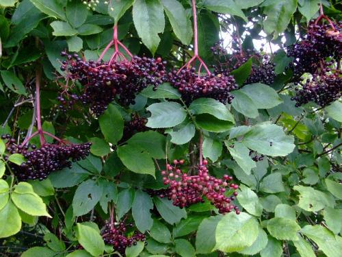 Photo of Sambucus nigra (Common Elder, European Black Elderberry)