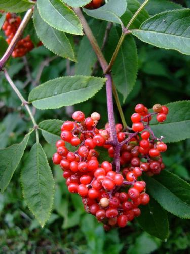 Photo of Sambucus racemosa (Red Elderberry, European Red Elder)