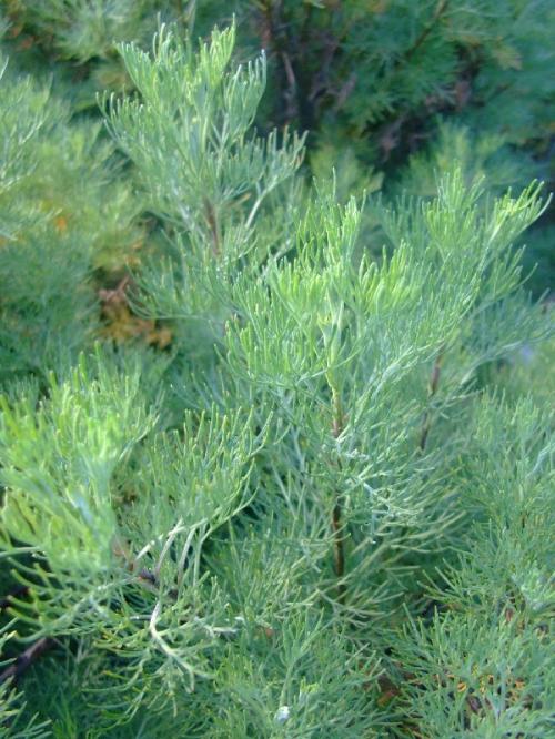 Photo of Artemisia abrotanum (Southernwood )