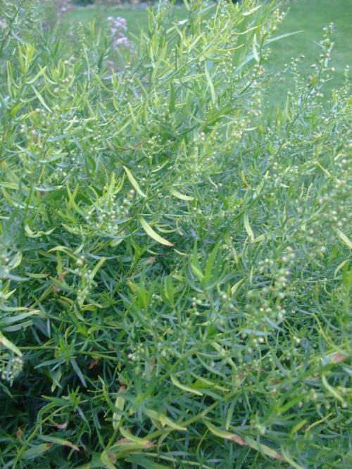 Photo of Artemisia dracunculus (Silky Wormwood, Tarragon)