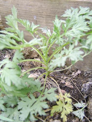 Photo of Artemisia vulgaris (Mugwort, Common Wormwood)