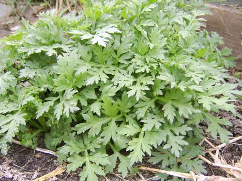Photo of Artemisia vulgaris (Mugwort, Common Wormwood)
