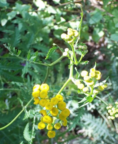 Photo of Tanacetum vulgare (Tansy, Common Tansy)