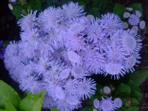 Photo of Ageratum houstonianum (Bluemink, Floss Flower)