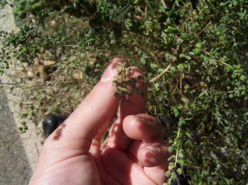 Photo of Ambrosia psilostachya (Common Ragweed)
