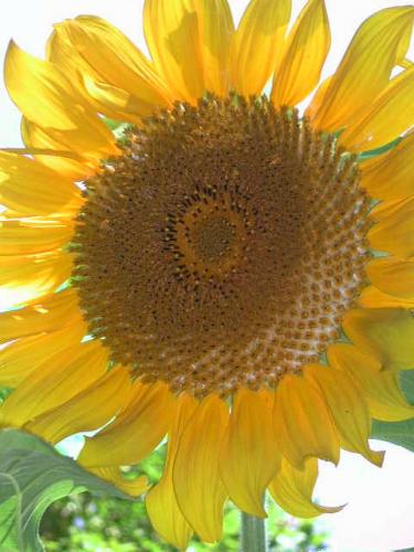 Photo of Helianthus annuus (Sunflower)