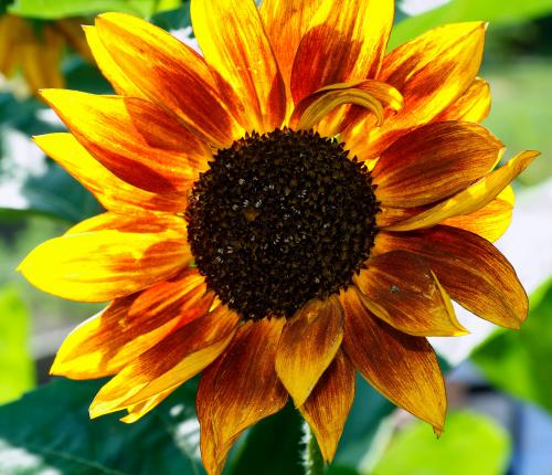 Photo of Helianthus annuus (Sunflower)