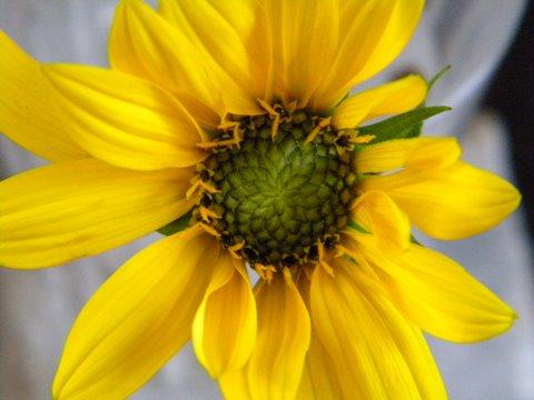 Photo of Helianthus microcephalus (Small Woodland Sunflower)