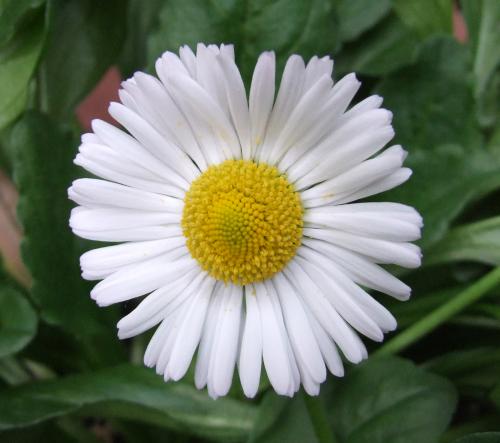 Photo of Bellis perennis (English Daisy, Lawn Daisy)