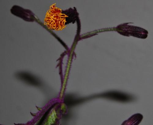 Photo of Gynura aurantiaca (Velvet Plant, Purple Passion)