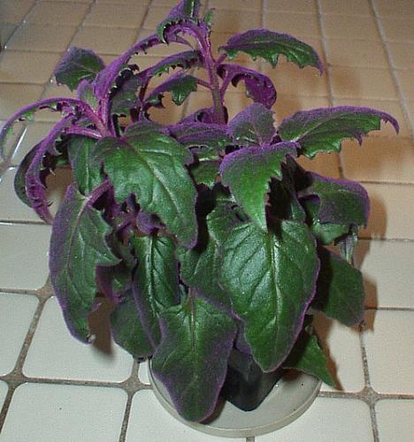 Photo of Gynura aurantiaca (Velvet Plant, Purple Passion)