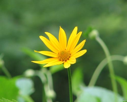 Photo of Heliopsis helianthoides (False Sunflower, Oxeye Sunflower)