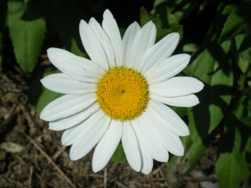 Photo of Leucanthemum maximum (Shasta Daisy)