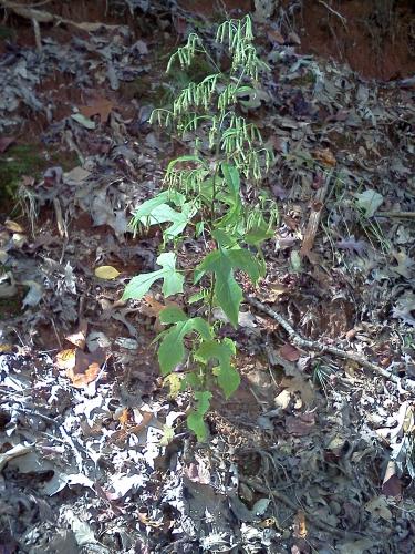 Photo of Prenanthes altissima (Tall Rattlesnakeroot, Tall White Lettuce)
