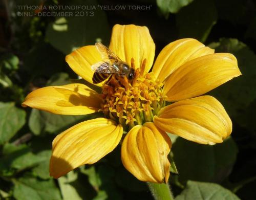 Photo of Tithonia rotundifolia (Mexican Sunflower)